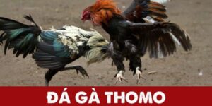 Bình luận đá gà thomo